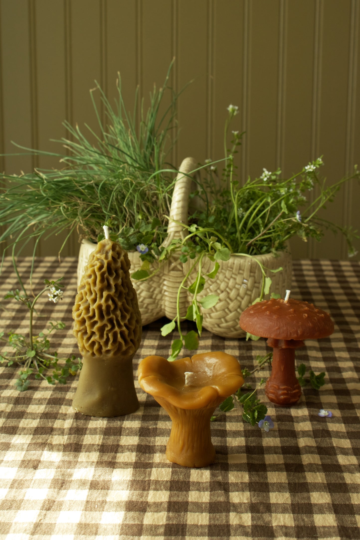Morel Mushroom
