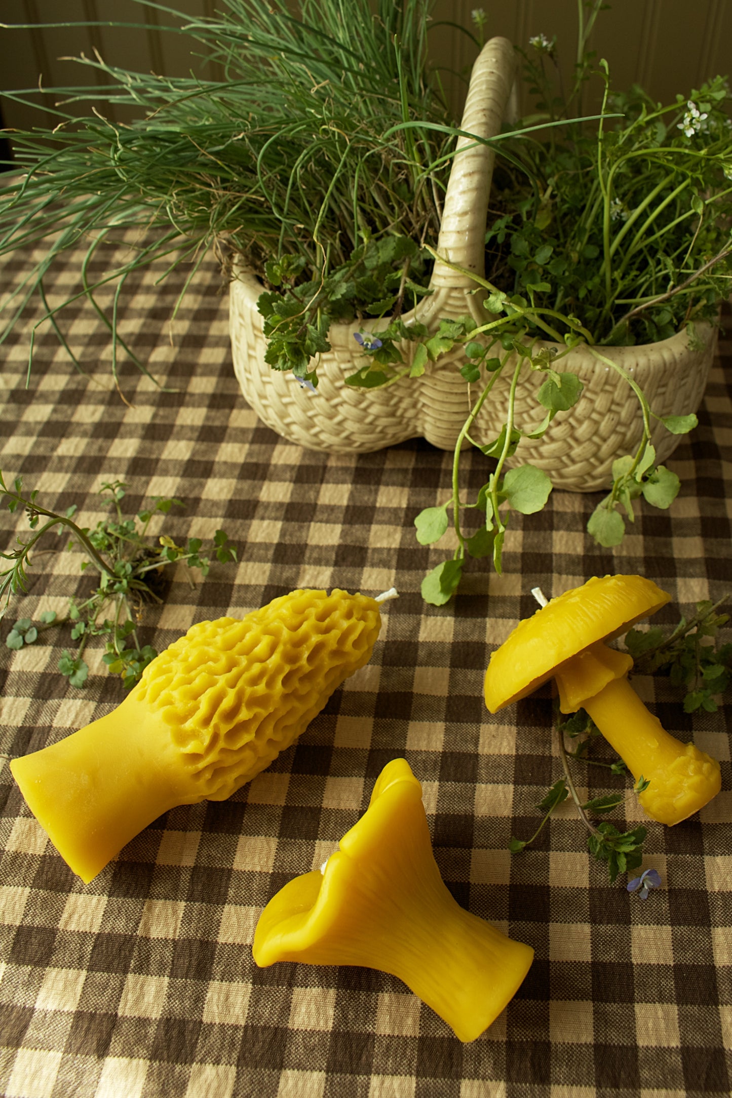 Chanterelle Mushroom