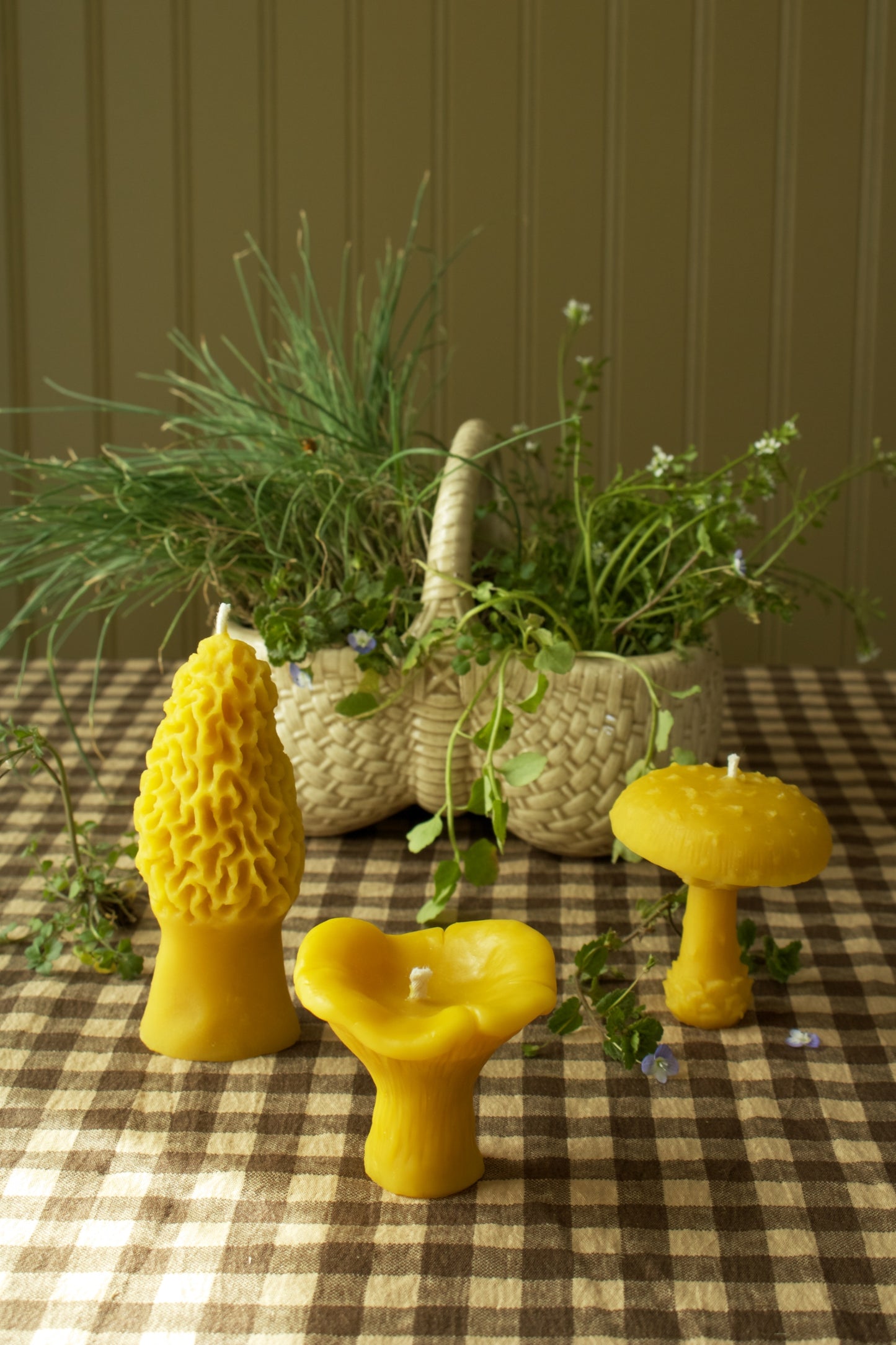 Morel Mushroom