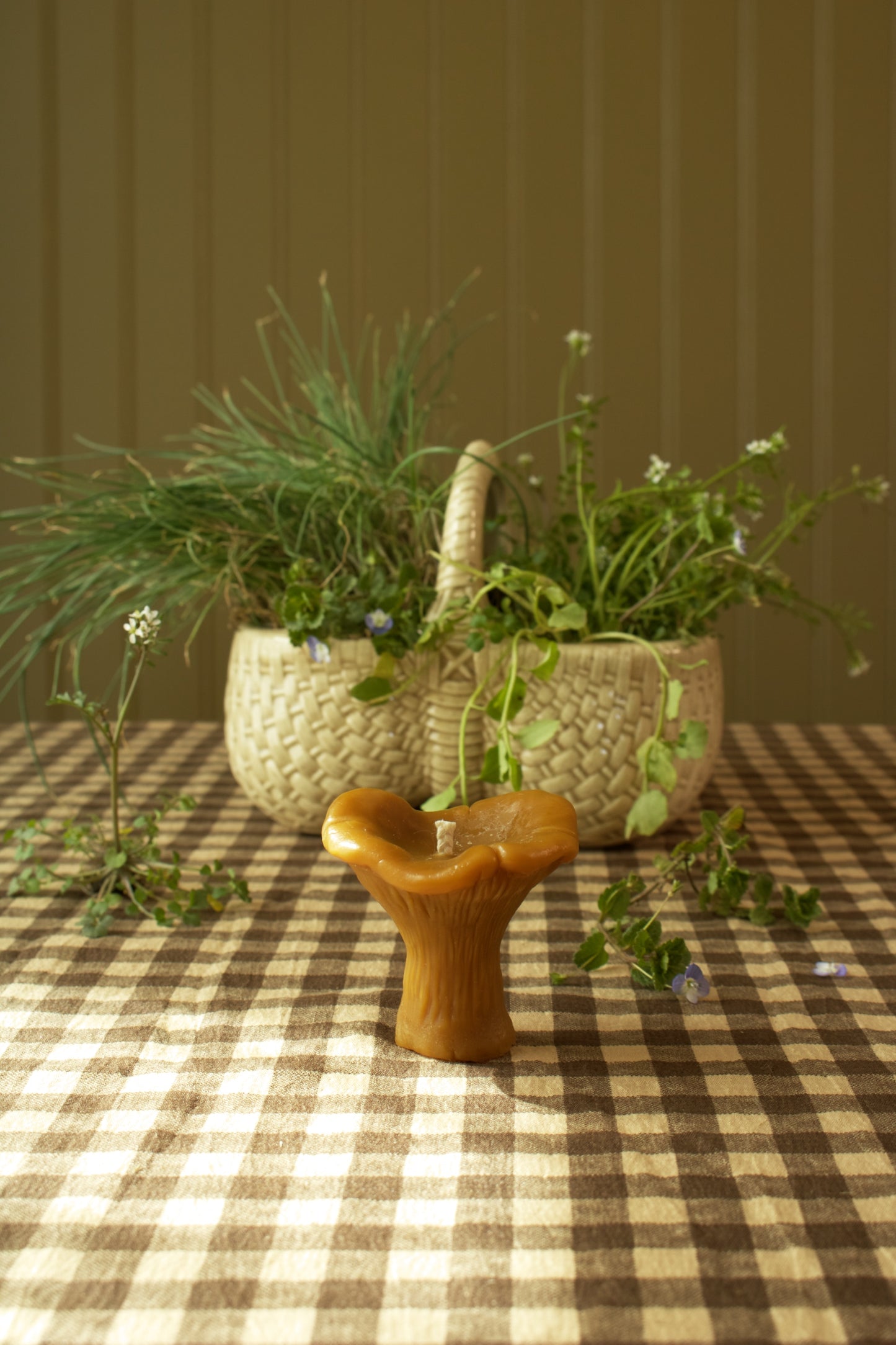 Chanterelle Mushroom