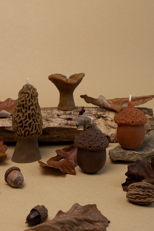 Forest Floor Box Set