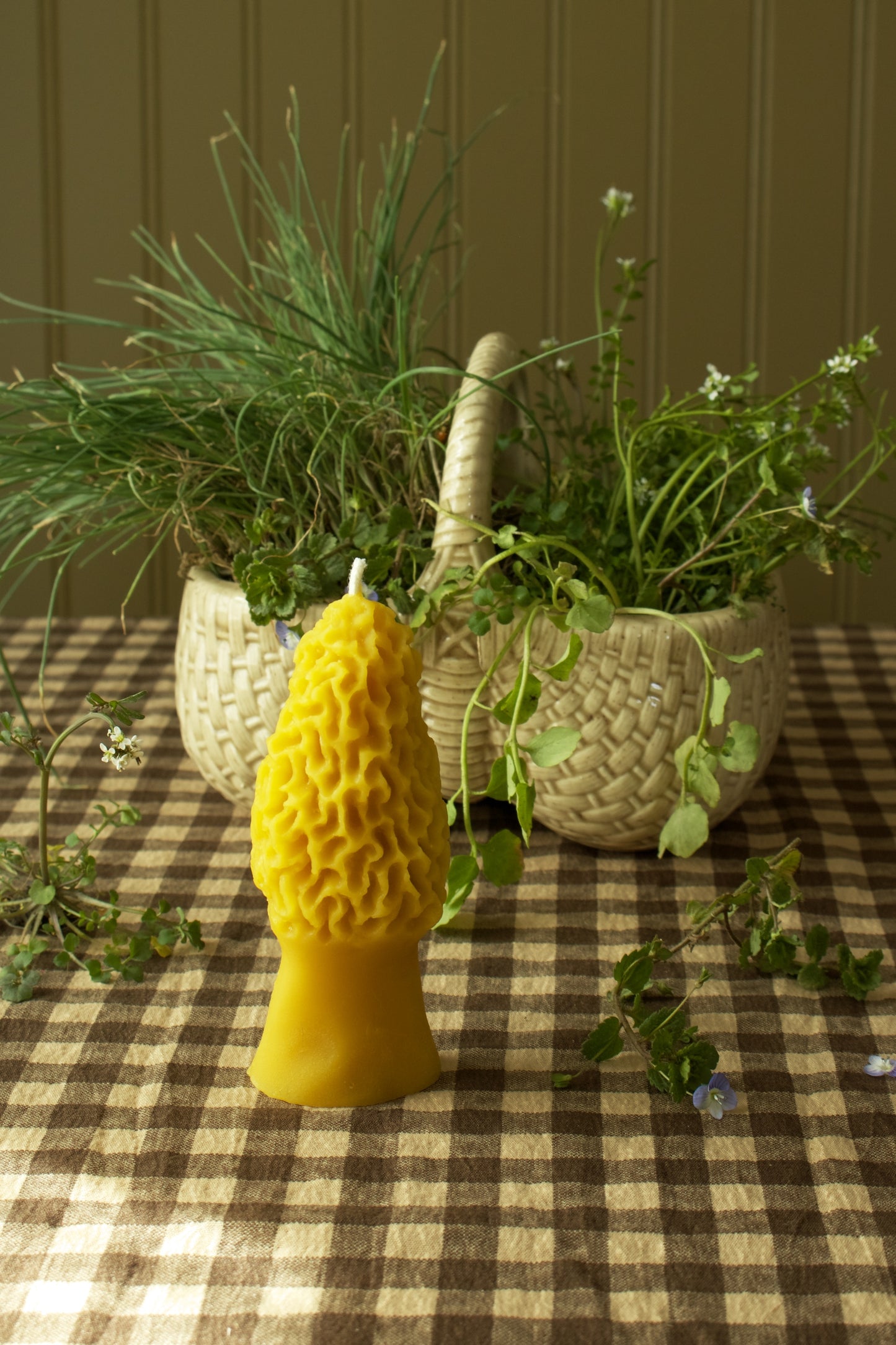 Morel Mushroom