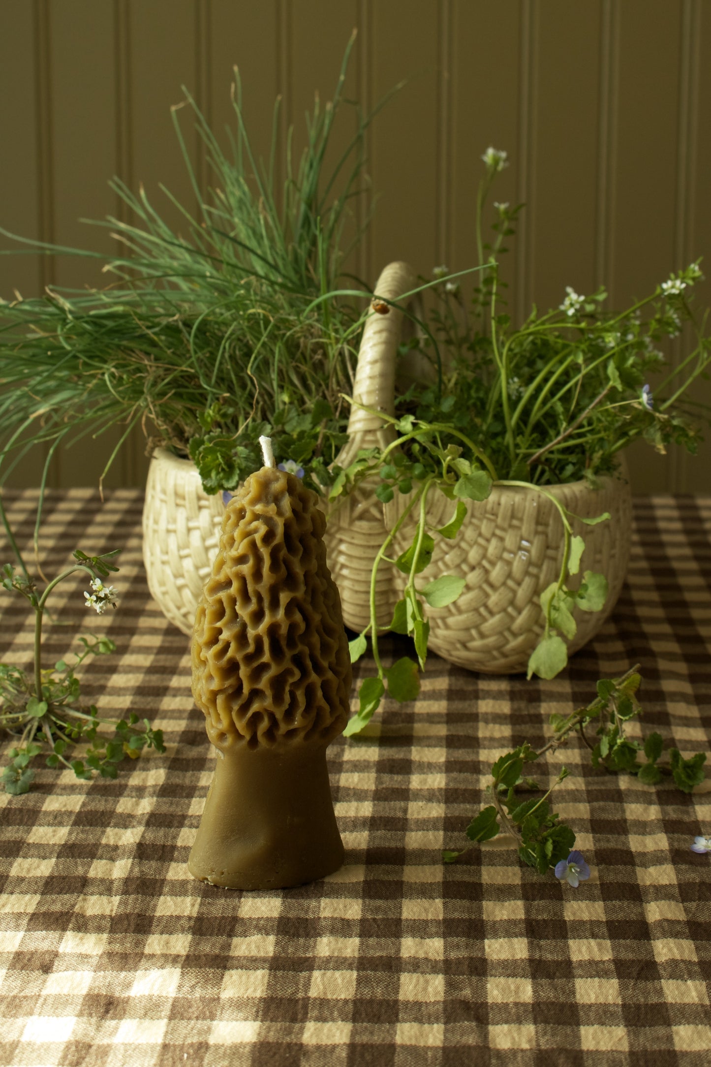 Morel Mushroom