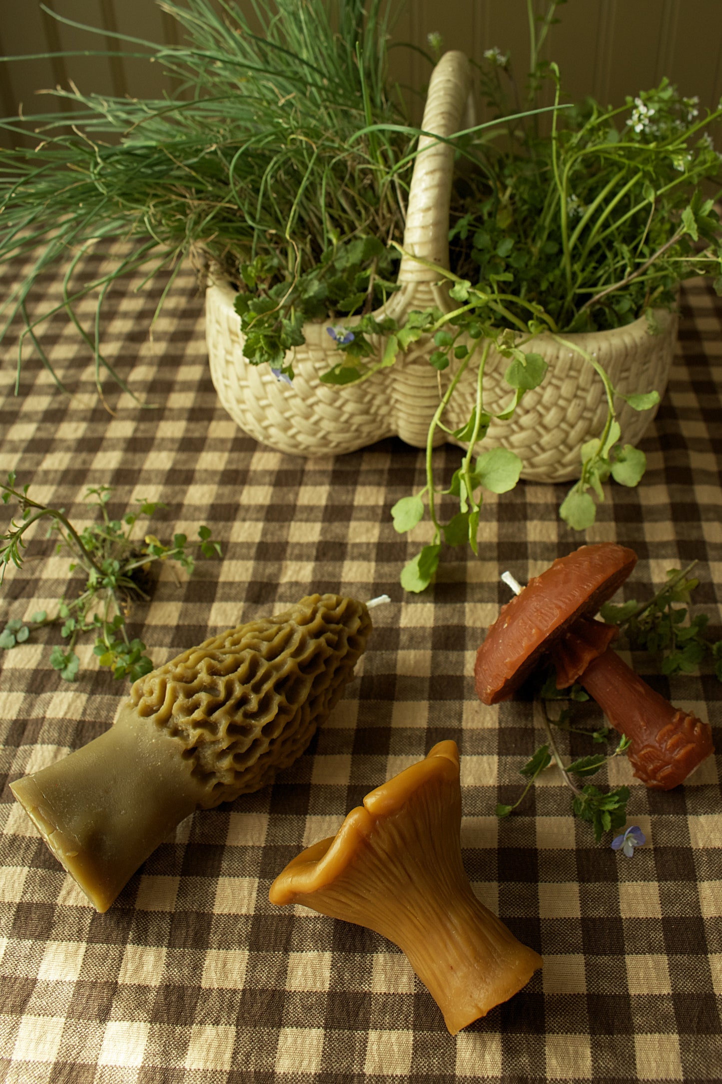 Chanterelle Mushroom