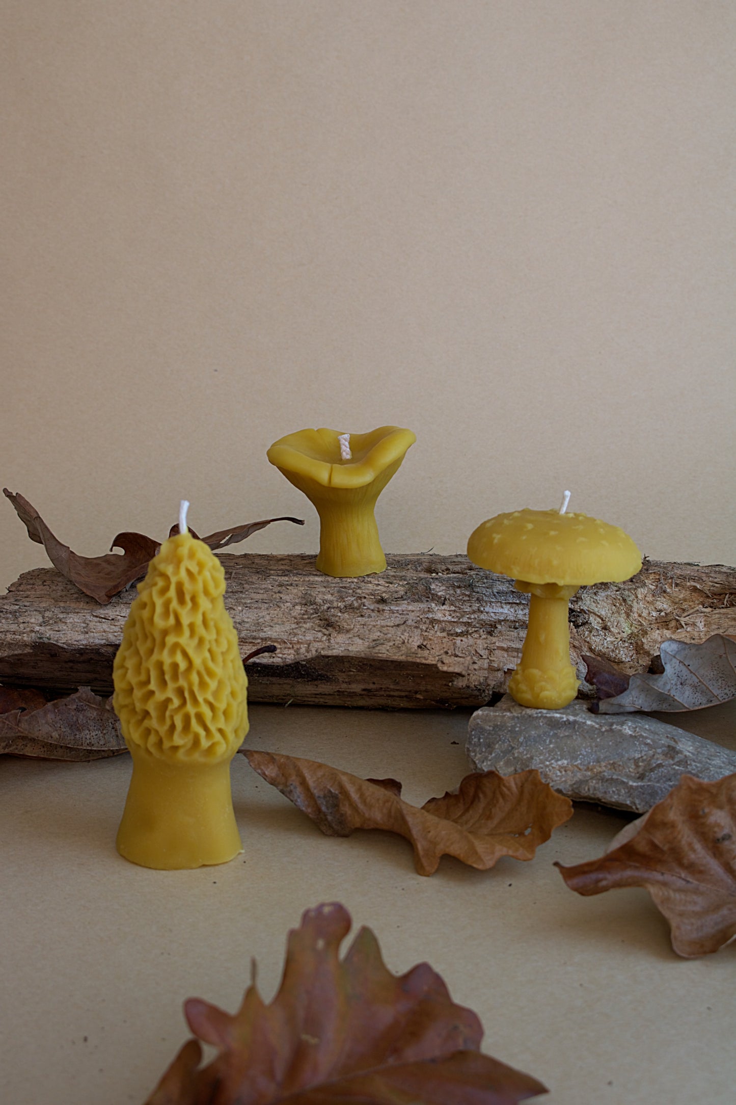 Mushroom Box Set