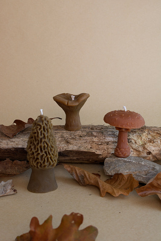 Mushroom Box Set